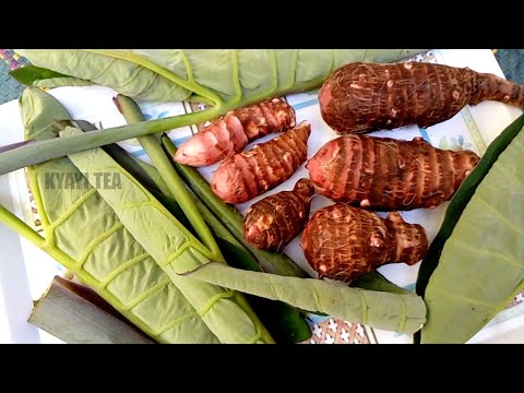 Fuluma Bulungi Kozesa Obuyuuni Obukopa Ontelere Lino Ddagala