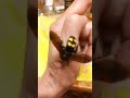 I Was Stung By Mammoth Wasp Megascolia maculata. Be Careful. Kyiv, Ukraine. 08.VI.2022.