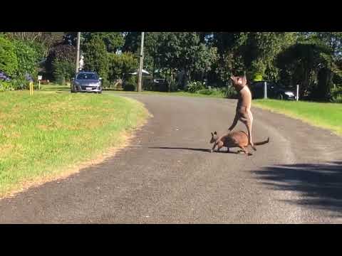 Battle of the Bouncing Bruisers