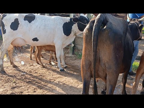 FEIRA DO GADO DE AGUAS BELAS PE 87981470453