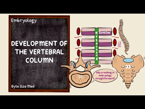 Development of the Vertebral Column | Somites | Axial Skeleton | Embryology