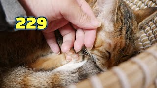 ちょこ宗成長日記229　2月1日。