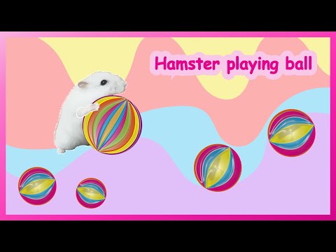 공 놀이하는 햄스터 - 편안한 시간