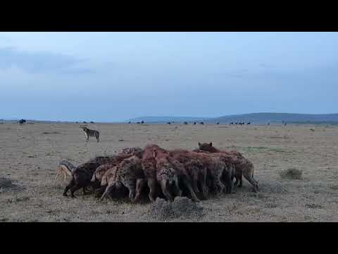 A pack of hyenas taking down a wildebeest
