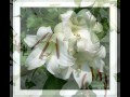 Александр Шапиро-"Белые цветы"(клип) 
