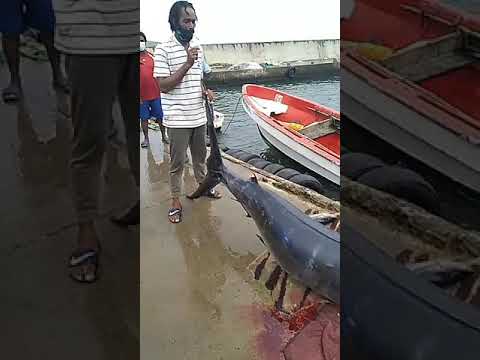 Dennery Fishers Land 600 Pound Blue Marlin