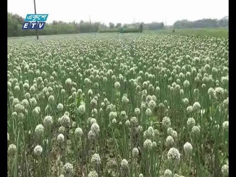 রাজবাড়িতে বাড়ছে পেয়াজ বীজের আবাদ