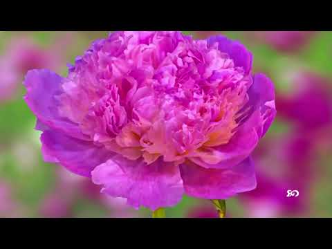 Ocarina ~ After Bentha (Relaxing Music)