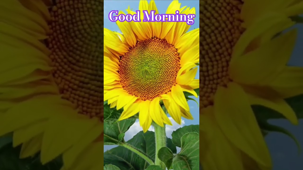 Beautiful Yellow Flower Animation Good Morning Wishes WhatsApp Status Video