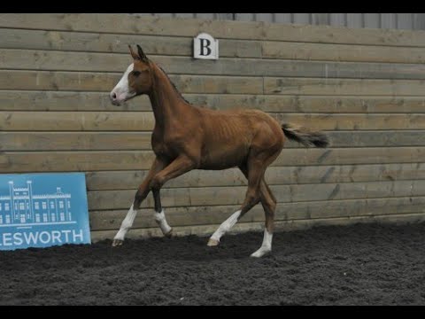 Foal & Embryo Auction Online | Cambridge GTZ