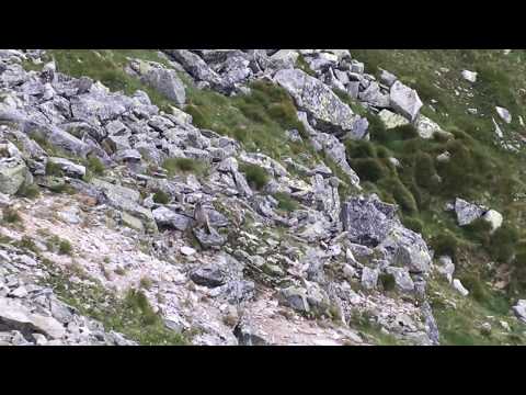 Świstaki Tatrzańskie live