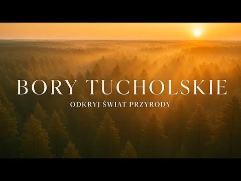 Widok z góry na Bory Tucholskie