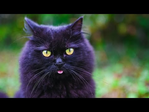 | ＤｎＢ  Ｆａｌｌ  🍂🎃  Σｎｅｒｇｙ | 🍏🍎