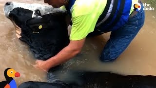 Brave Guys In Boat Stumble Upon Drowning Cow | The Dodo by The Dodo
