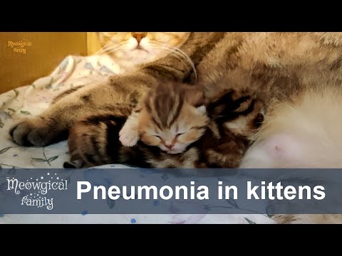 Pneumonia in newborn kittens - signs and actions