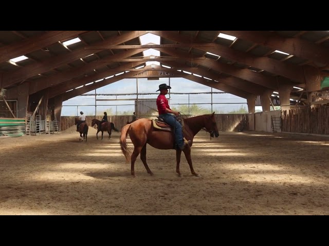 Yegua Quarter Horse En venta 2021 Alaz&aacute;n por AR ROCK STAR