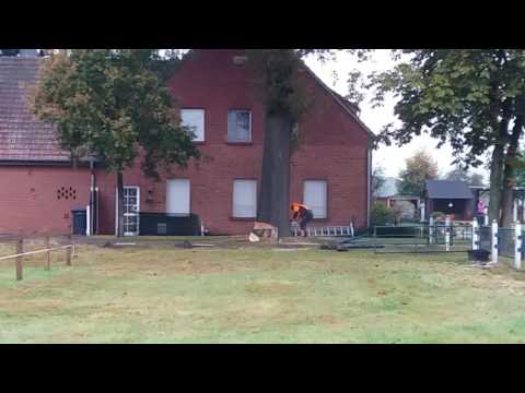 Baumfällung einer Eiche mit Winde