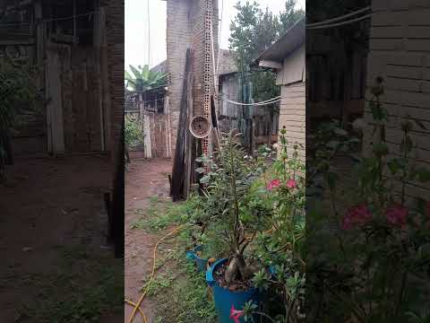 UMA BOA CHUVA EM ALVORADA DO OESTE RO 🌧🌦⛈️🌂