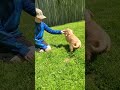Golden Retriever dogs for sale: Sadie - Video 1