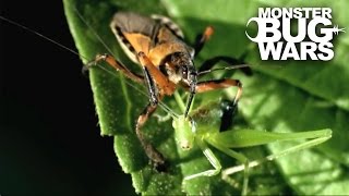 Tiger Assassin Bug vs Silverback Cross Spider | MONSTER BUG WARS
