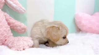 ハーフ犬の動画01