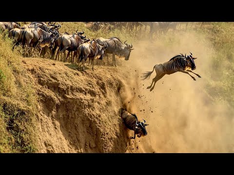 MIGRAÇÕES SELVAGENS: As Mais Perigosas Do Planeta [Documentário]