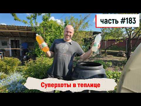 фото рассада острых сортов перцев 0