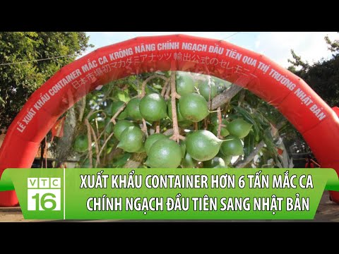 , title : 'Xuất khẩu Container hơn 6 tấn mắc ca chính ngạch đầu tiên sang Nhật Bản | VTC16'