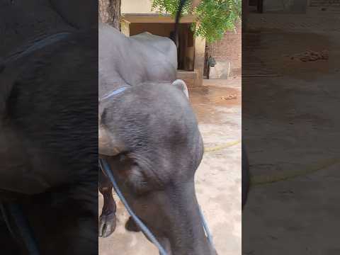 my pet 😘#pratyaksh shorts😘