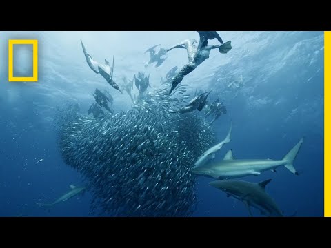 Sardine Feeding Frenzy | 50 Shades of Sharks