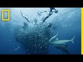 Sardine Feeding Frenzy 50 Shades Of Sharks