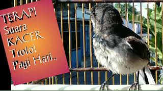 Download lagu Pancingan Kacer Trotol buka suara gunakan suara ini mp3