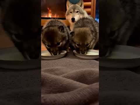 ⚡I opened my barn door, and couldn't believe what I saw... #rescue #wolf