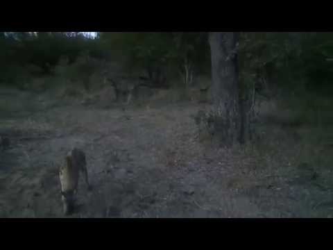 April 03, 2015PM  Kunyuma and a hyena battle