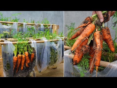 Why does growing carrots in a plastic bag give a lot of tubers here is the answer