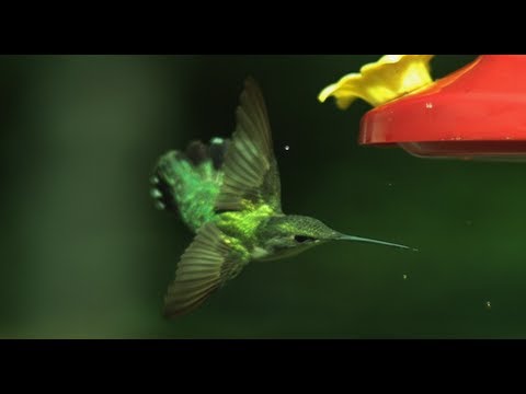 how do hummingbirds fly miles to the wild how do hummingbirds fly miles to the wild
