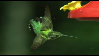 Hummingbird Aerodynamics- High Speed Video - Smarter Every Day 27