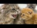 Joanna Hissed At Him He Was Too Hungry To Care