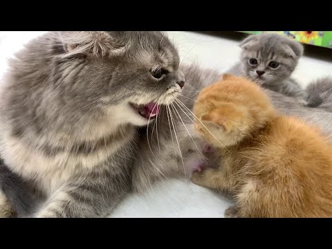 Ginger kitten's first meeting with the cat🐈 Will she feed him or not?