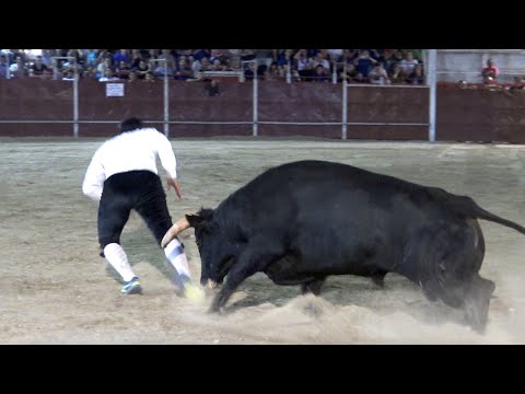 Concurso Toros Bravos  Villanueva de Duero 2022