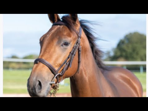 Alpine Girl - 06/08/23 - Owners Group Racing