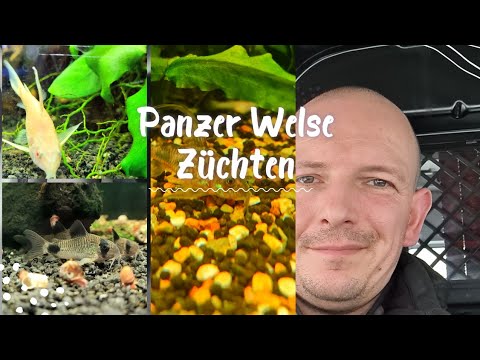 Wie du Panzerwelse züchten kannst.