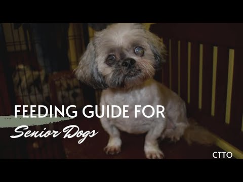 FEEDING GUIDE FOR SENIOR DOGS