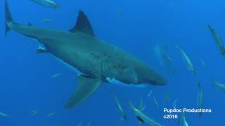 Great White Sharks of Guadelupe published HD 1080p