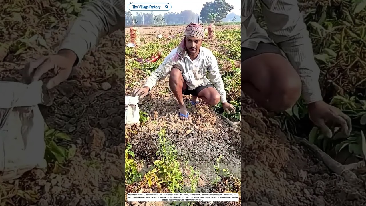 土を掘り起こす: 農家がジャガイモを収穫する秘訣