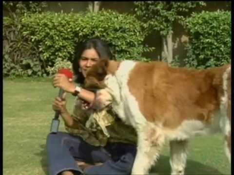 Story of pet lodges in the capital of India by Um-E-Kulsoom Shariff. NDTV