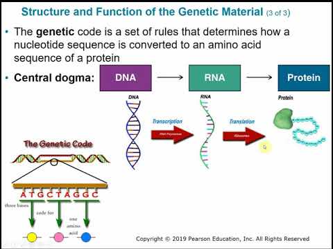 2117 Chapter 8 Part A - Microbial Genetics