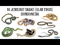 14 Jenis Ular Tikus (Rat Snakes) di Indonesia