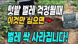 텃밭 벌레 걱정될때 이것만 심으면 벌레 싹 사라집니다! 걱정없이 다수확 대박!