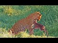Leopard Gets Head-Butted by Baby Buck Trying to Fight Back